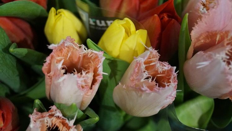 Sechste Ausgabe des Tulip Trade Events kehrt zu gewohnter Form zurück. Bild: GABOT.