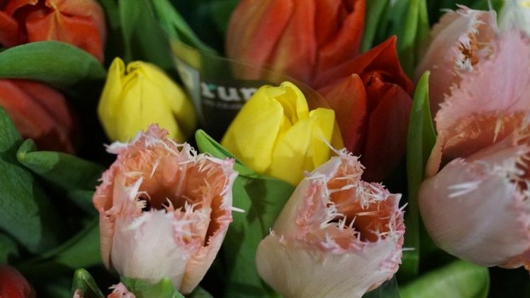 Das Tulip Trade Event geht vom 20. bis zum 22. März 2019 über die Bühne.  Bild: GABOT.