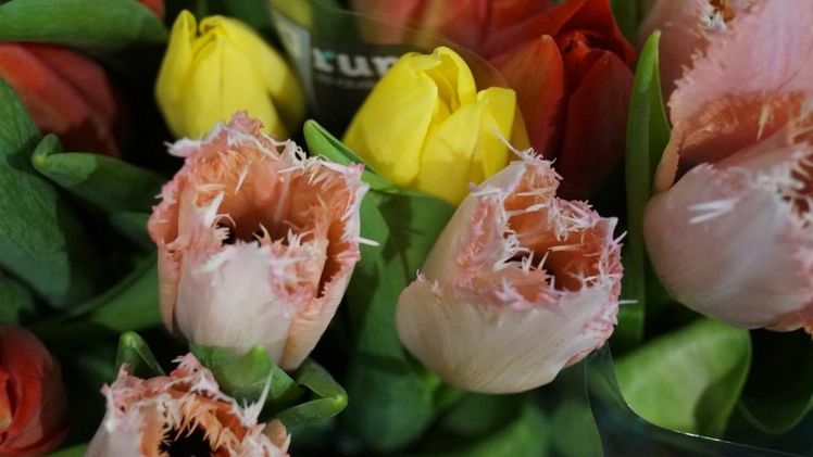 Über 90% der Blumen kamen aus den Niederlanden. Bild: GABOT.