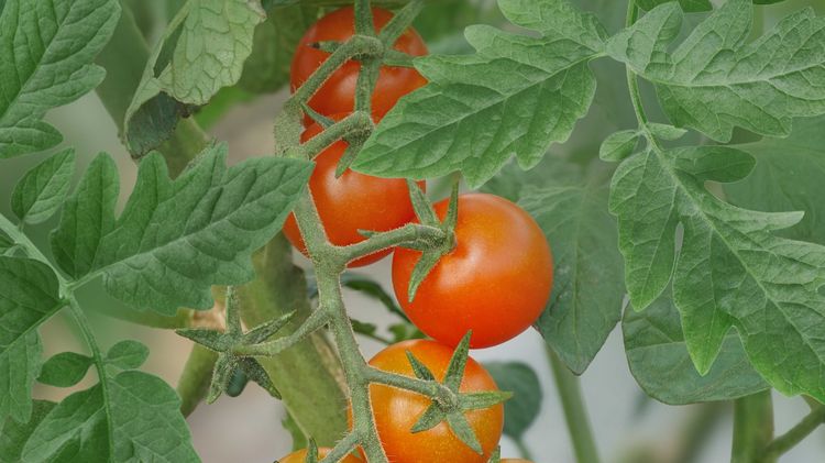 OpenSky Schlingel-Max. Bild: Lubera.