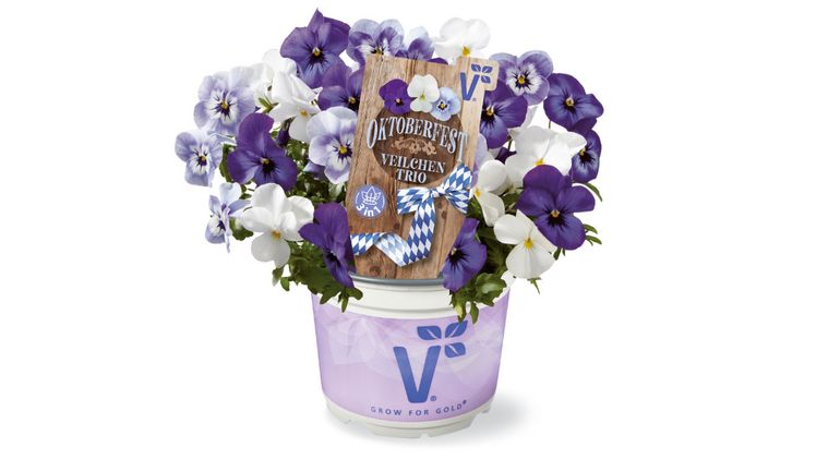 Oktoberfest-Veilchen von Volmary. Bild: Volmary.