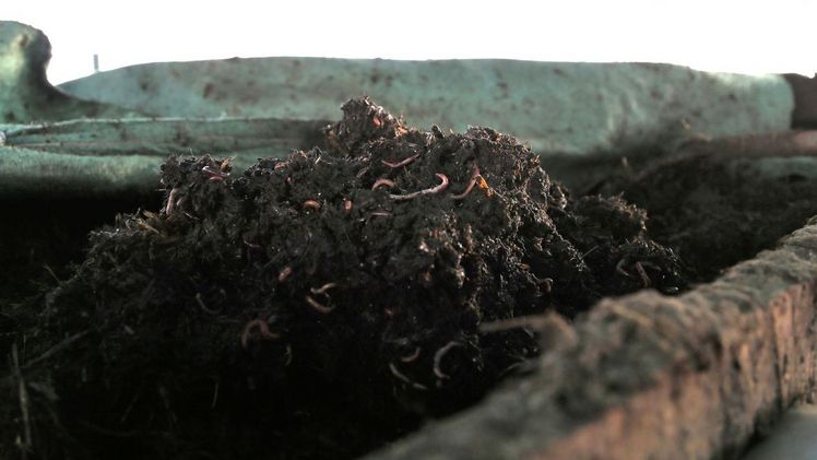 Je nach Jahreszeit tummeln sich mehrere Millionen Kompostwürmer in Fuhrers Wurmstall. Bild: rho. 