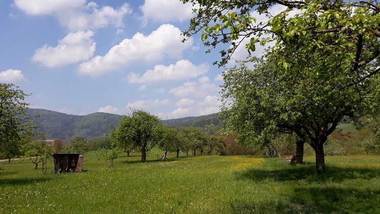 Obstwiese der Firma "IG bio-zertifiziertes Streuobst Lallinger Winkel GbR" in Lalling. Bild: HSWT.