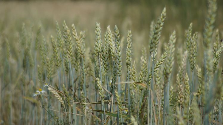 Fachtagung „Pflanzenschutzmittel-Reduktionsstrategien bei konservierender Bodenbearbeitung und Direktsaat“ am 17.1.2019 an der Universität Hohenheim. Bild: Universität Hohenheim / Dorothea Elsner.
