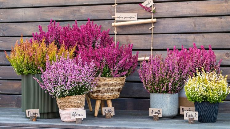 Das "Heidi’s"-Sortiment ist unterteilt in Früh-, Mittel- und Spät-Sorten. Bild: Heidi's®.