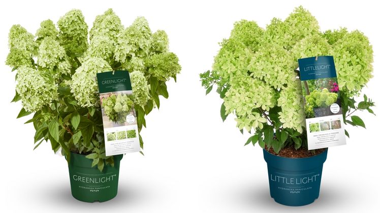 Hydrangea Greenlight® und Little Light® bereichern die innovative Hortensienkollektion. Bild: Heinje.