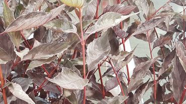 Cornus alba 'NIGHTFALL'. Bild: GABOT.