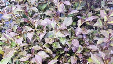 Weigela florida 'Vinho verde'. Bild: GABOT. 