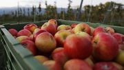 Ab der Kernobsternte 2022 verkaufen die meisten Detailhändler nur noch Obst von Produzentinnen und Produzenten, die beim Programm "Nachhaltigkeit Früchte" mitmachen. Bild: ji.