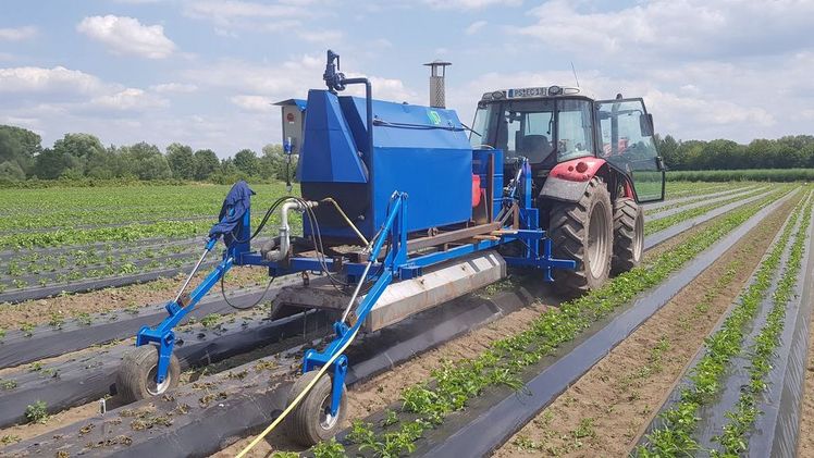 Dämpfgerät für Erdbeeren. Bild: MSD AG.