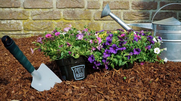 Mit dem nachhaltigen Pflanztopf Pottburri können Kunden die Blumen direkt mit dem Topf eingraben. Bild: ALDI SÜD.