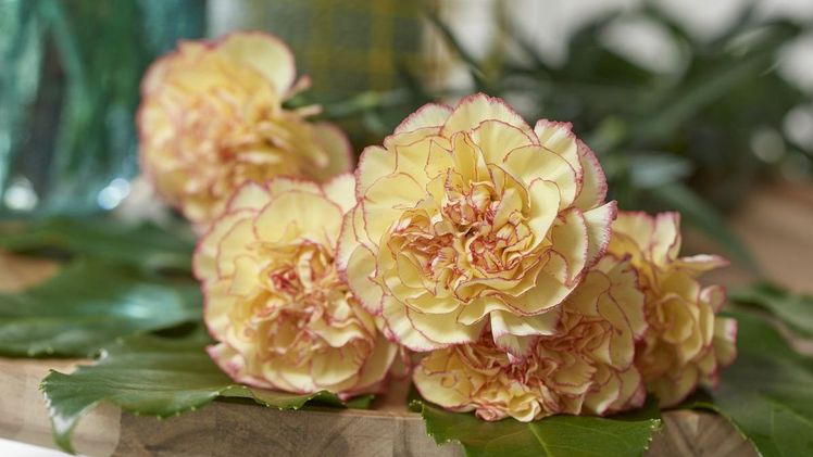 Wunderbare Nelken von HilverdaFlorist. Bild: HilverdaFlorist.   Wunderbare Nelken von HilverdaFlorist. Bild: HilverdaFlorist.