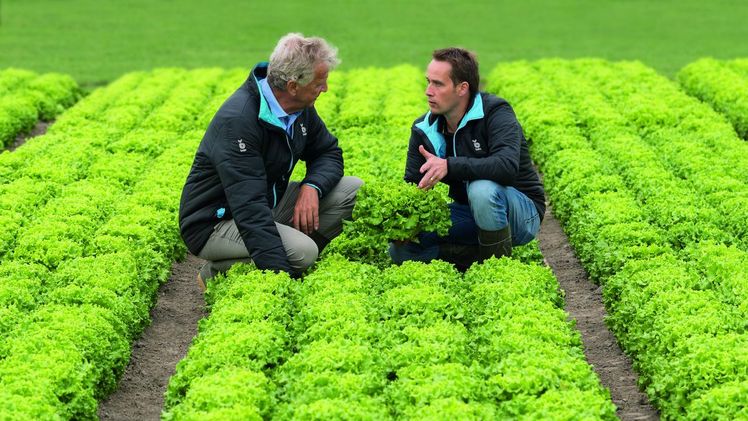 Salatsorten von Bejo resistent gegen neue Bremia-Rasse BL 33 EU.