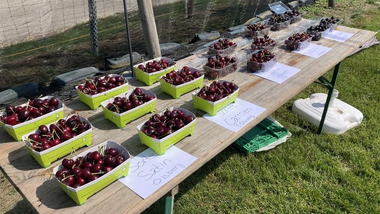 Die Kirschproduktionsanlagen von heute sind mit kleinwüchsigen Bäumen und gefragten Sorten bewachsen. Bild: rh.