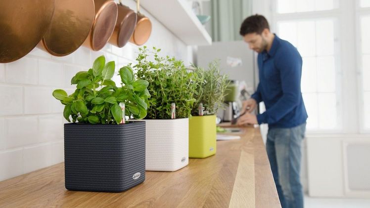 Ob grüner Smoothie, feines Pesto oder selbstgemachter Aufstrich – frische Kräuter sind wahre Alleskönner und aus der Küche nicht wegzudenken. Bild: LECHUZA.