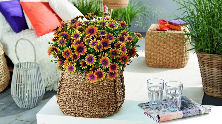 Osteospermum Purple Sun. Bild: FleuroStar.