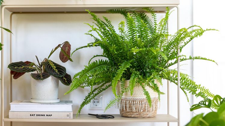 Schwertfarn (in der Mitte) zeigt einen klassischen Look. Bild: Blumen – 1000 gute Gründe.