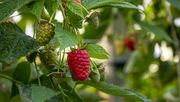 Die Sorte 'Amalia Rossa' von BERRYPLANT. Bild: BERRYPLANT.