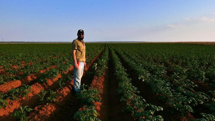 Panciotto auf dem Kartoffelfeld. Bild: mgr.