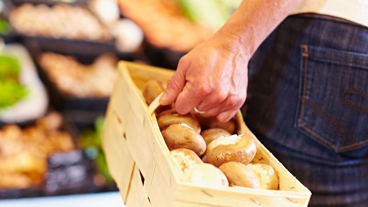 Die Ernte frischer Speisepilze ist aufwendige Handarbeit, diese Ware muss deshalb einen fairen Preis haben. Bild: GMH/BDC.