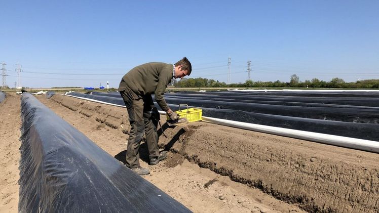 Unter Folienabdeckung hat die Spargelernte in diesem Jahr extrem früh begonnen. Bild: Landvolk.