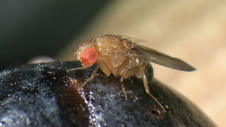 Der Einsatz von gentechnisch veränderten Insekten mit Gene Drives zur Schädlingsbekämpfung wird international diskutiert. Bild: Agroscope.