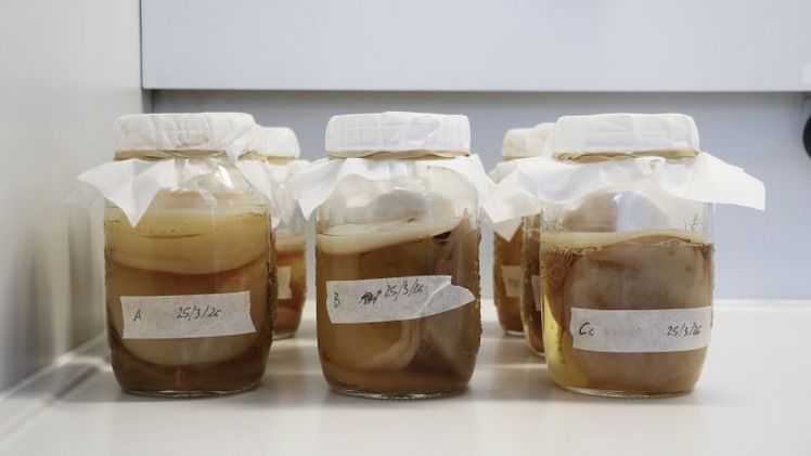 Gläser mit SCOBY, Kolonien aus Hefen und Bakterien, die in Symbiose leben. Bild: © Laimburg Research Centre/agnese martinelli.