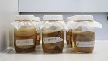 Gläser mit SCOBY, Kolonien aus Hefen und Bakterien, die in Symbiose leben. Bild: © Laimburg Research Centre/agnese martinelli.