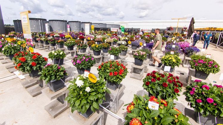 Außenstandort von Beekenkamp Plants in der Region Süd. Bild: FlowerTrials®.
