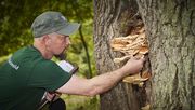 Der Fachagrarwirt für Baumpflege und Baumsanierung Frank Rheinwald bei der Untersuchung eines Baumpilzes. Bild: GMH/FgB.