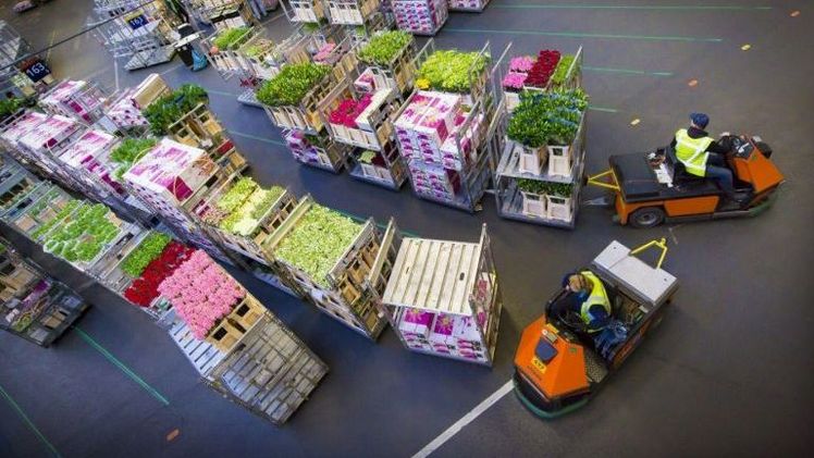Was unternimmt die Royal FloraHolland gegen die rasant steigenden Energiepreise? Bild: RFH. Was unternimmt die Royal FloraHolland gegen die rasant steigenden Energiepreise? Bild: RFH.