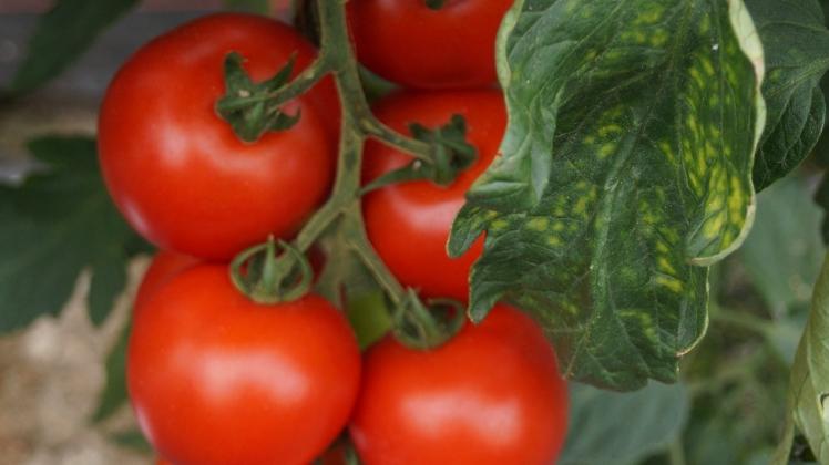 Gesunde Tomaten ohne einen Virusbefall. Bild: GABOT.