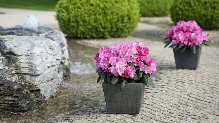 Auch als Solitär im Kübel präsentiert Easydendron sich als Blickfang. Bild: Inkarho®.