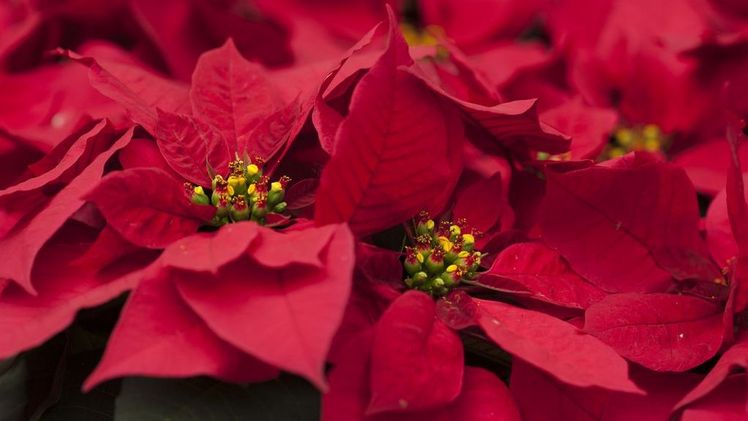 Fairtrade Weihnachtsstern von toom. Bild: © toom Baumarkt. 