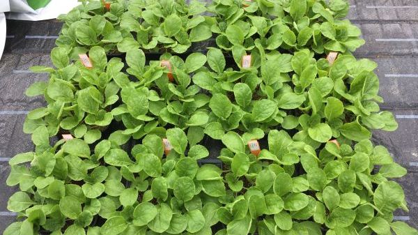 Bis zu 40% Torfersatz scheinen möglich: Vergorene und kompostierte Pappelholzfasern eignen sich als biologisch stabiler Torfersatzstoff. Bild: Klasmann-Deilmann GmbH.