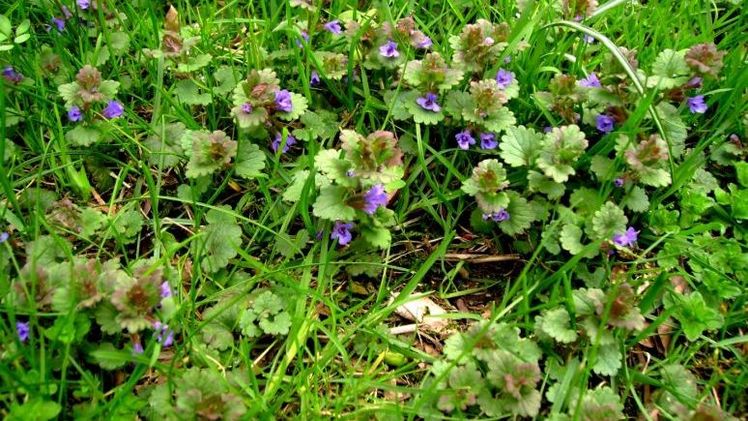 Kriechender Gundermann im Rasen. Foto: Klaus Margraf.