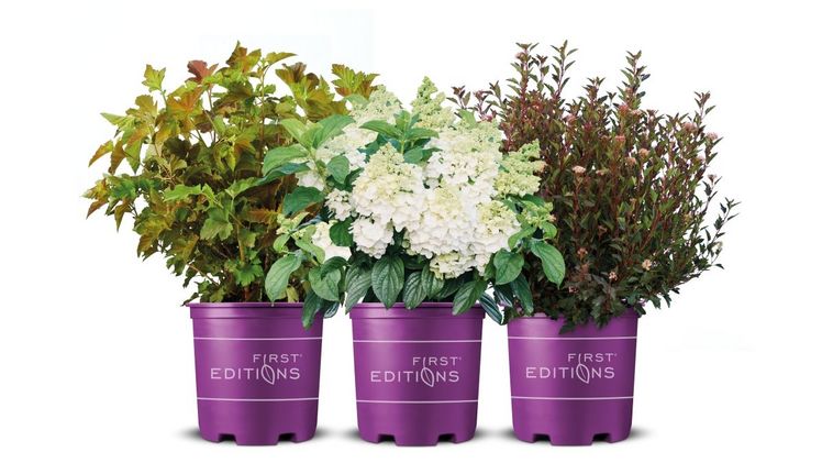 Bailey Nurseries ist ein Familienunternehmen in fünfter Generation, das Kunden in aller Welt beliefert. Bild: Bailey.