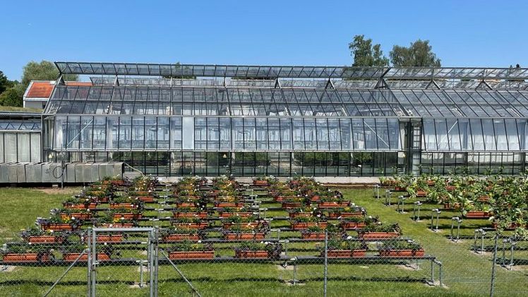 Demonstrationspflanzung zu torfreduzierten und torffreien Blumenerden am Institut für Gartenbau der HSWT im Sommer 2026. Foto: HSWT / Anna-Maria Mack. 
