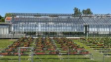 Demonstrationspflanzung zu torfreduzierten und torffreien Blumenerden am Institut für Gartenbau der HSWT im Sommer 2026. Foto: HSWT / Anna-Maria Mack. 