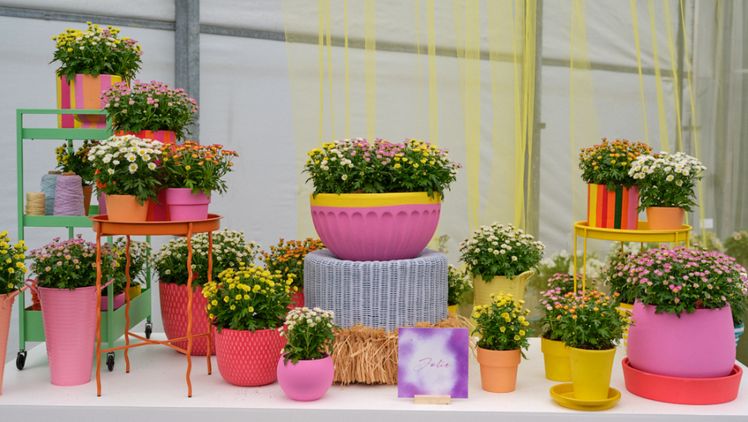 Mit "Jolie" stellt Royal Van Zanten eine neue Serie bezaubernder, kleinblütiger Topfchrysanthemen vor. Bild: Royal Van Zanten.