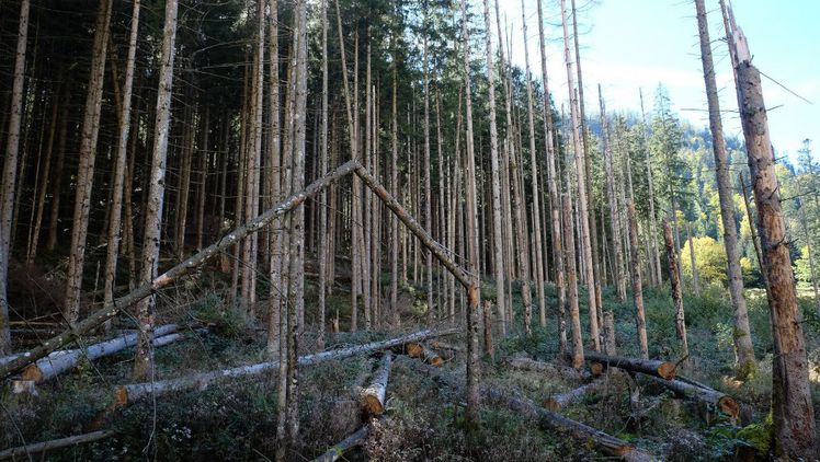 Baummortalität durch Borkenkäfer und Windwurf im Nationalpark Berchtesgaden. Bild: Cornelius Senf.