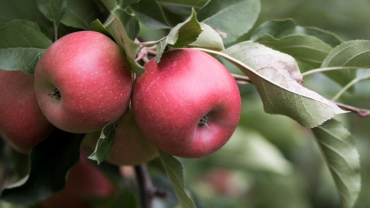 Die Genossenschaft Biosüdtirol steigerte ihre Ernte in diesem Jahr auf insgesamt 37.5000 Tonnen Äpfel. Bild: VOG.