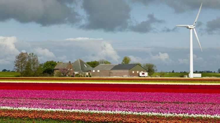 Mit 12.000 Hektar verfügt die Region Nordholland über das größte zusammenhängende Blumenzwiebelanbaugebiet der Welt. Neben Global Playern gibt es auch Raum für kleine, lokale Unternehmen. Bild: ibulb/GPP.