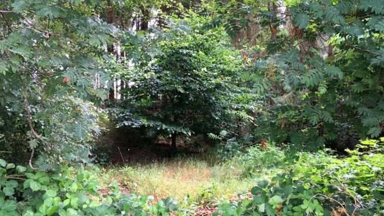 In deutschen Wäldern wurden mehr geschädigte Bäume gefällt. Auslöser ist häufig die Trockenheit. Bild: GABOT. 