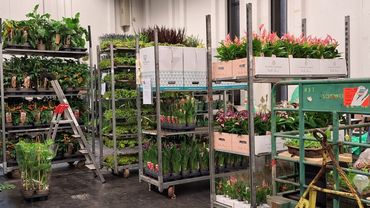 Die ersten Pflanzen sind da. Bild: Oliver Mathys. 