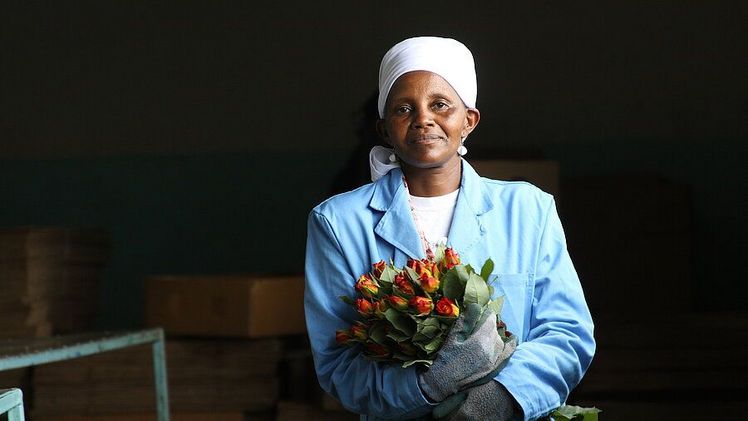 Eine Blumensortiererin der Fairtrade-zertifizierten Farm Valentine Growers in Kiambu, Kenia. Bild: Fairtrade /Funnelweb Media. 