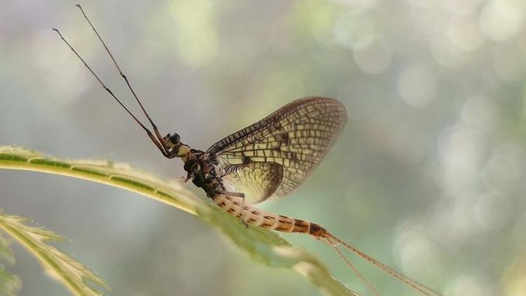 Das Insekt des Jahres 2021: Die Dänische Eintagsfliege Ephemera danica. Bild: Wolfgang Kleinsteuber.