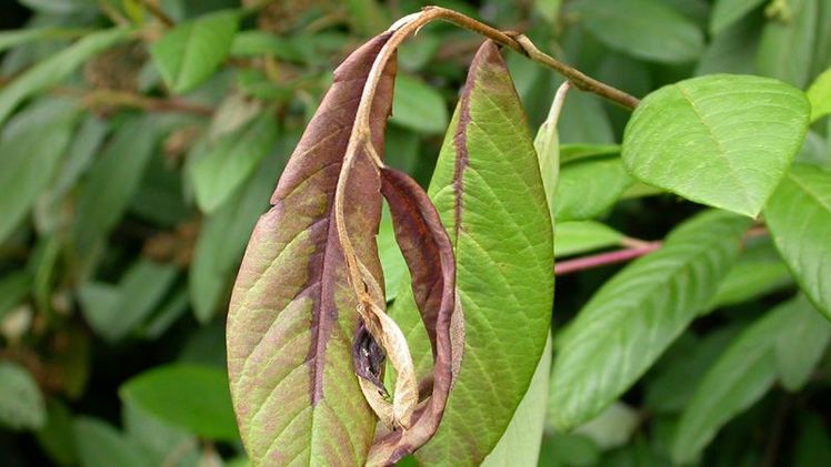 Cotoneaster: Befallene Triebspitze. Bild: Andreas Vietmeier, Landwirtschaftskammer NRW.