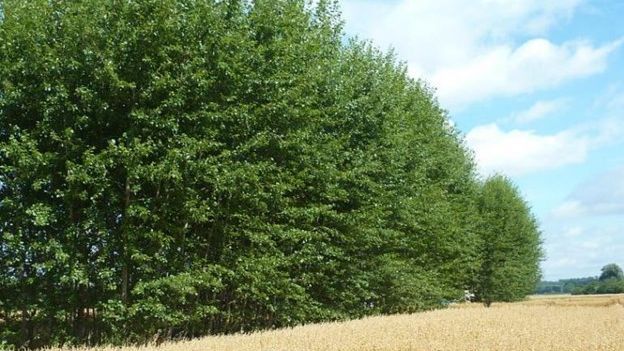 Das Foto zeigt ein Agroforstsystem mit Pappeln und Sommerhafer. Bild: © Andrea Winterling/LfL.