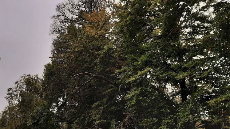 Geschwächte Baumgruppe (Rotbuchen aus dem 19 Jhd.) im Park Sanssouci-Charlottenhof. Bild: Bild: Prof. Michael Rohde, SPSG.